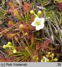 Drosera intermedia (rosiczka pośrednia)