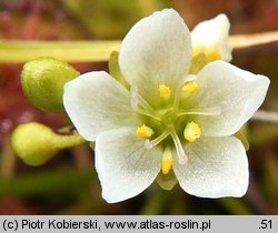 Drosera intermedia (rosiczka pośrednia)