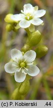 Drosera rotundifolia (rosiczka okrągłolistna)