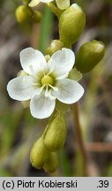 Drosera rotundifolia (rosiczka okrągłolistna)