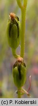 Drosera rotundifolia (rosiczka okrągłolistna)
