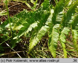 Dryopteris cristata (nerecznica grzebieniasta)