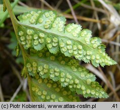 Dryopteris cristata (nerecznica grzebieniasta)