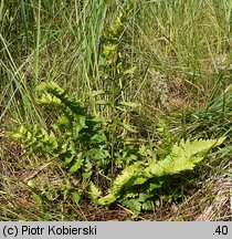 Dryopteris cristata (nerecznica grzebieniasta)