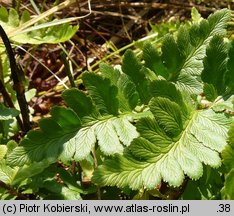 Dryopteris cristata (nerecznica grzebieniasta)