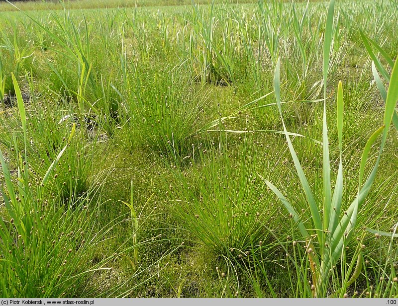 Eleocharis ovata (ponikło jajowate)