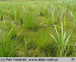 Eleocharis ovata (ponikło jajowate)