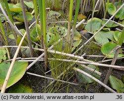 Eleocharis ovata (ponikło jajowate)