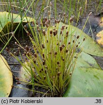 Eleocharis ovata (ponikło jajowate)