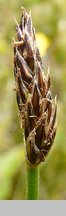 Eleocharis palustris (ponikło błotne)