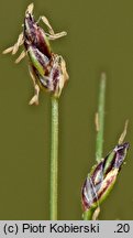 Eleocharis acicularis (ponikło igłowate)