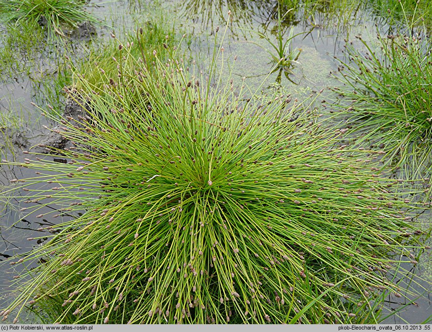 Eleocharis ovata (ponikło jajowate)