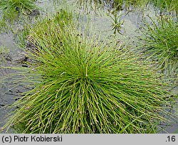 Eleocharis ovata (ponikło jajowate)