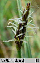 Eleocharis uniglumis (ponikło jednoprzysadkowe)