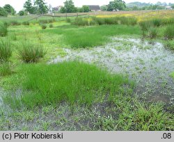 Eleocharis uniglumis (ponikło jednoprzysadkowe)