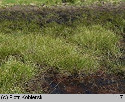 Eleocharis multicaulis (ponikło wielołodygowe)