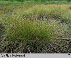 Eleocharis multicaulis (ponikło wielołodygowe)