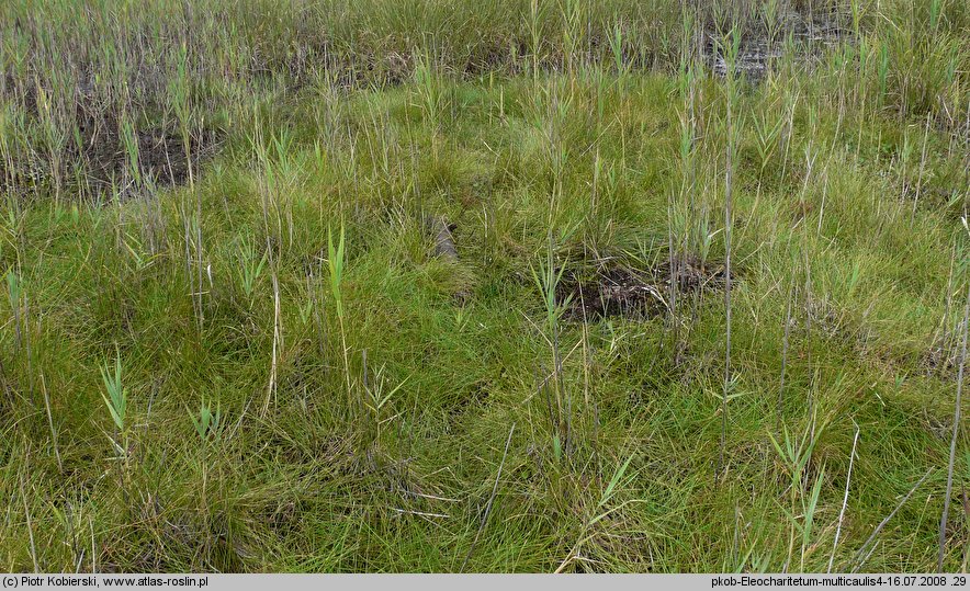 Eleocharis multicaulis
