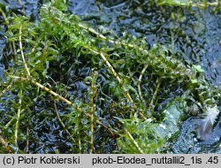 Elodea nuttallii (moczarka delikatna)