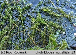 Elodea nuttallii (moczarka delikatna)