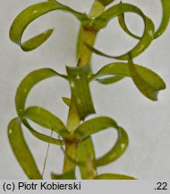 Elodea nuttallii (moczarka delikatna)