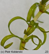 Elodea nuttallii (moczarka delikatna)