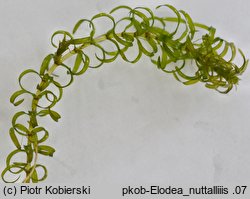 Elodea nuttallii (moczarka delikatna)