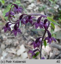 Epipactis atrorubens (kruszczyk rdzawoczerwony)