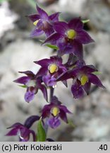 Epipactis atrorubens (kruszczyk rdzawoczerwony)