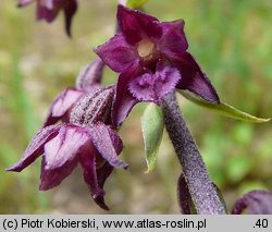 Epipactis atrorubens (kruszczyk rdzawoczerwony)