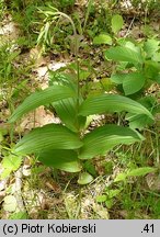 Epipactis helleborine (kruszczyk szerokolistny)