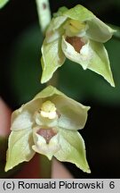 Epipactis albensis (kruszczyk połabski)