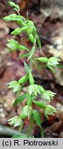 Epipactis albensis (kruszczyk połabski)