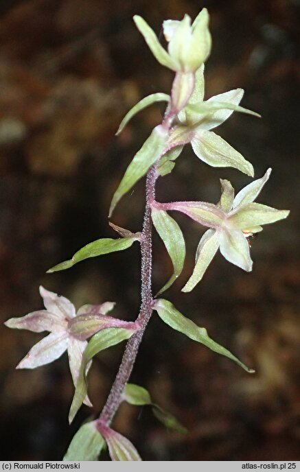 Epipactis purpurata (kruszczyk siny)