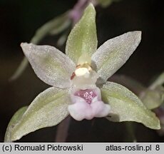 Epipactis purpurata (kruszczyk siny)