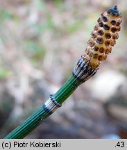 Equisetum hyemale (skrzyp zimowy)