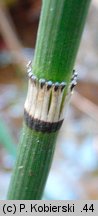 Equisetum hyemale (skrzyp zimowy)