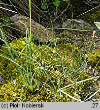 Equisetum variegatum (skrzyp pstry)