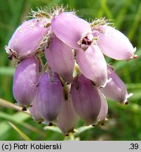 Erica tetralix (wrzosiec bagienny)