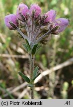 Erica tetralix (wrzosiec bagienny)