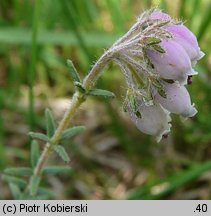 Erica tetralix (wrzosiec bagienny)