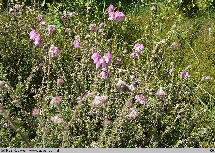 Erica tetralix (wrzosiec bagienny)