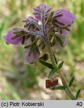 Erica tetralix (wrzosiec bagienny)