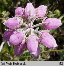 Erica tetralix (wrzosiec bagienny)