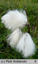 Eriophorum angustifolium (wełnianka wąskolistna)