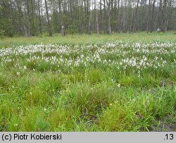 Eriophorum angustifolium (wełnianka wąskolistna)