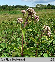 Eupatorium cannabinum (sadziec konopiasty)