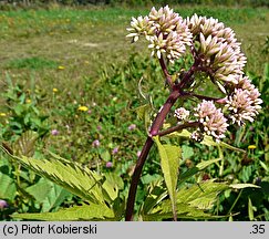 Eupatorium cannabinum (sadziec konopiasty)