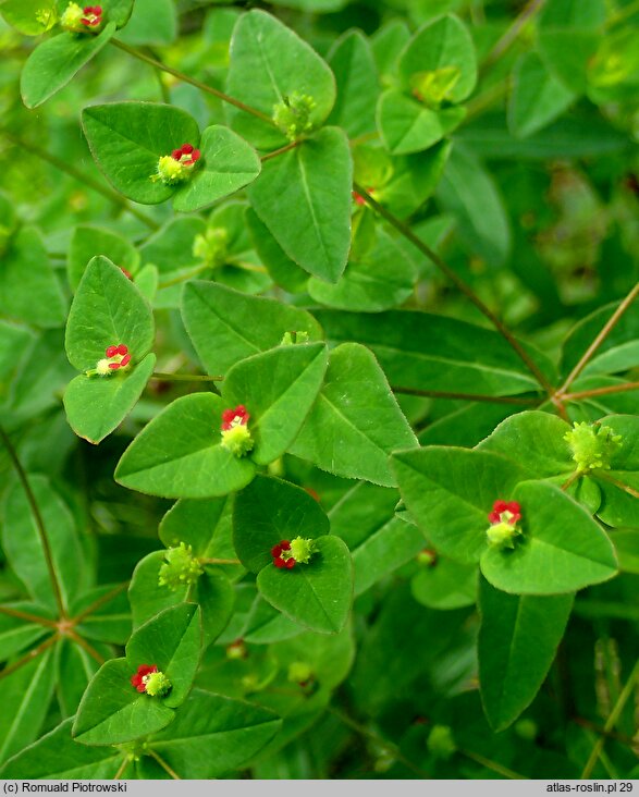 Euphorbia dulcis (wilczomlecz słodki)