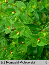 Euphorbia dulcis (wilczomlecz słodki)